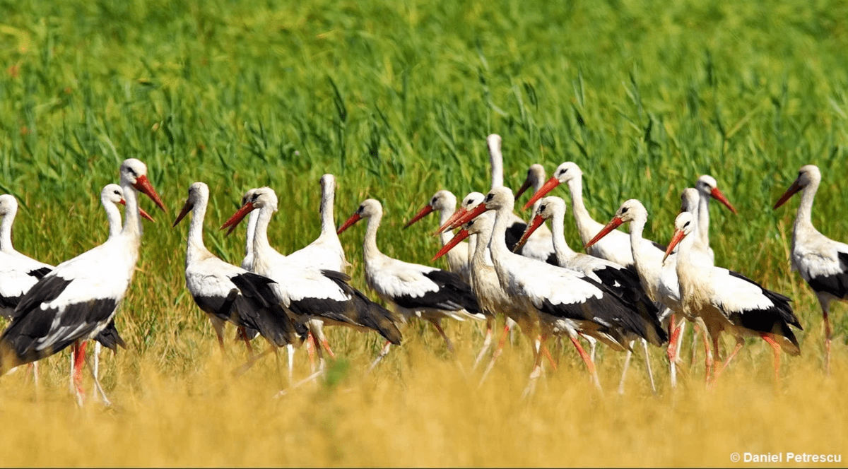 Berzele fac multă gălăgie când se împerechează. FOTO: Daniel Petrescu/SOR.