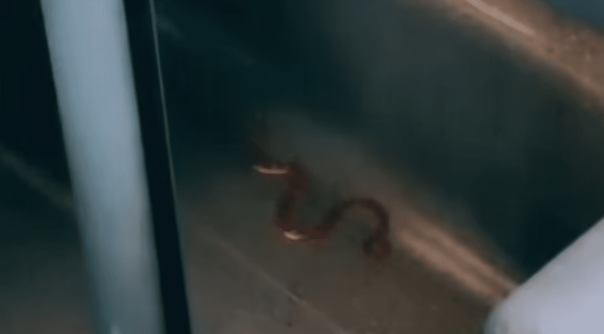 Un șarpe a creat haos într-un tren din Italia. FOTO Captură video