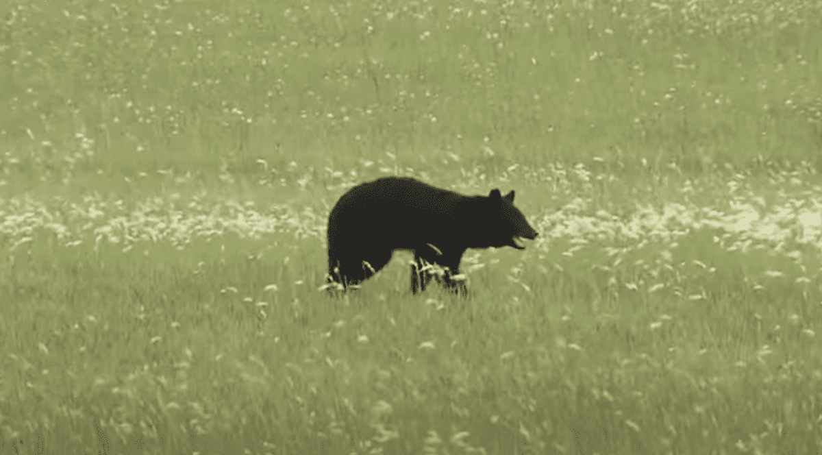 Un urs a apărut pe pista unui aeroport japonez. Foto Captură video