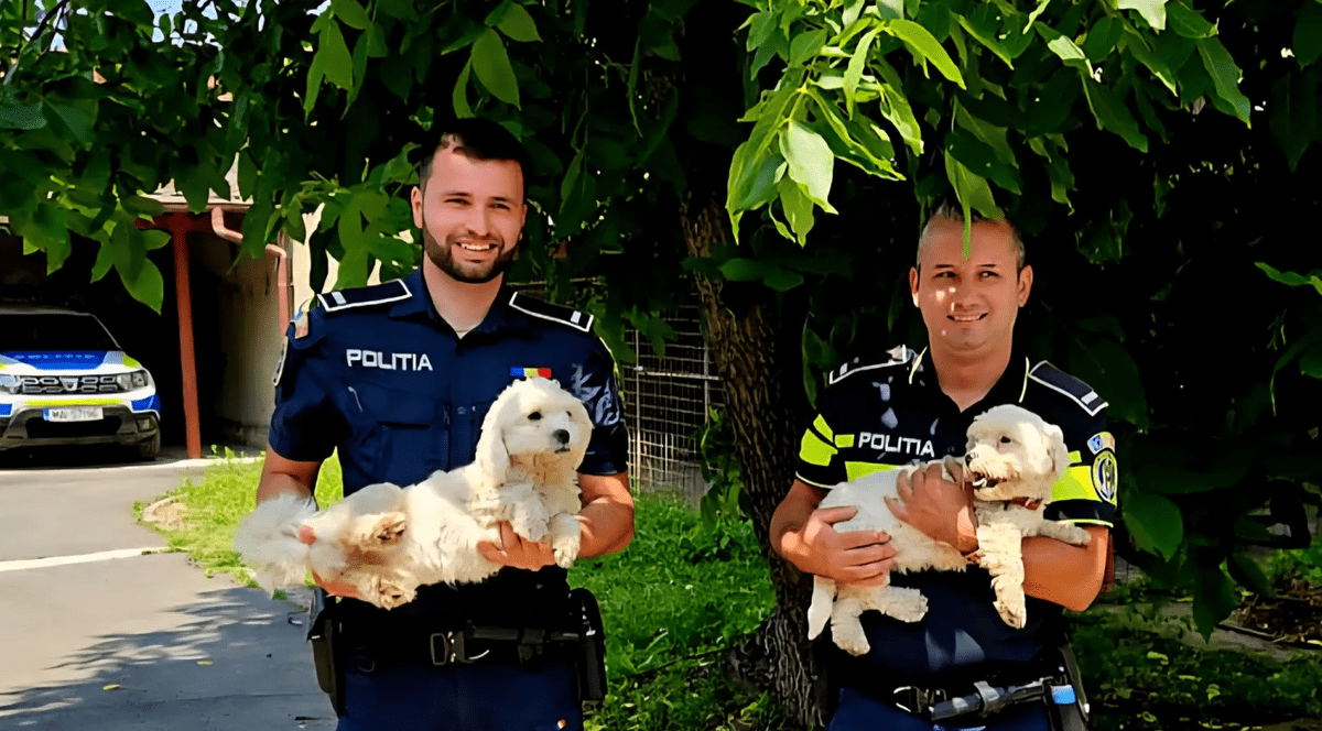 Cei doi cățeluși abandonați au fost adoptați de un polițist. Foto Facebook IPJ Brașov