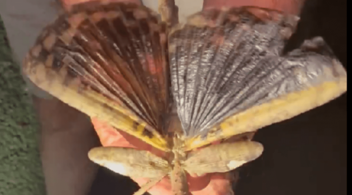 Insecta-băț are dimensiunea unei mingi de golf. Foto Captură video