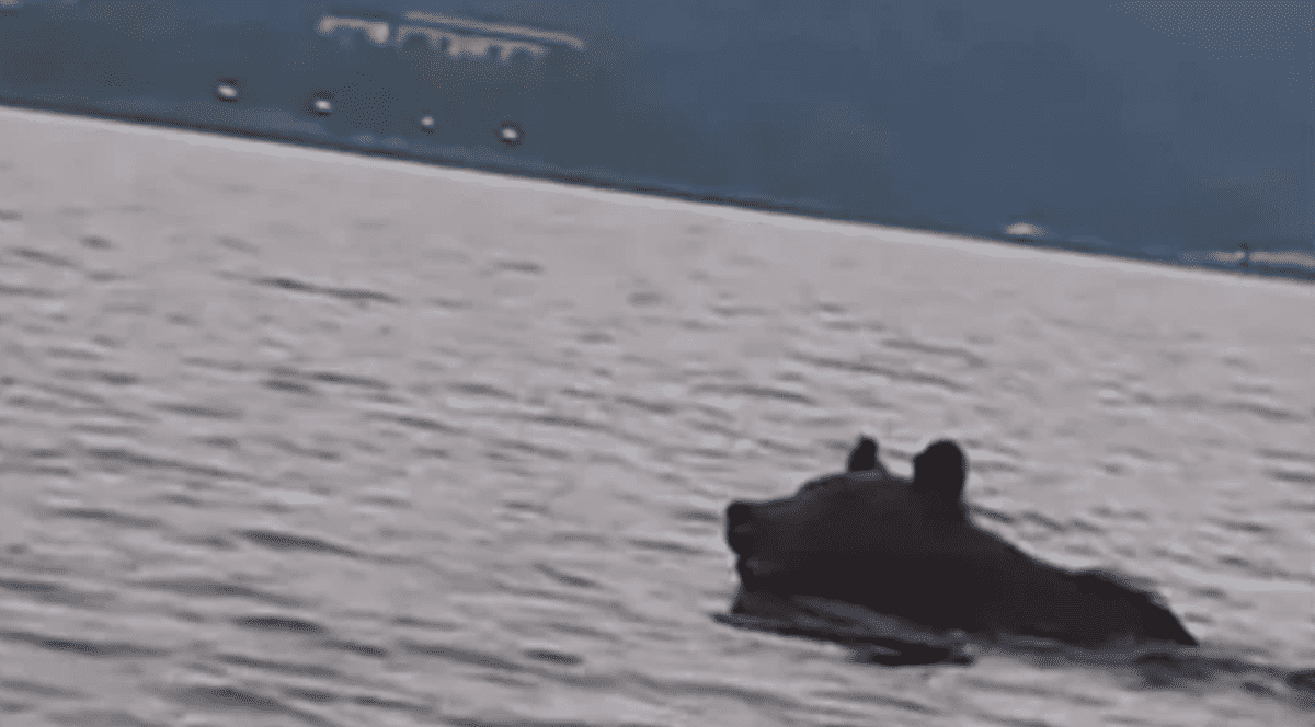 Un urs s-a bălăcit încercând să se răcorească în zona barajului Bicaz. Un altul fusese văzut în râul Olt. Canicula îi transformă în mari înotători