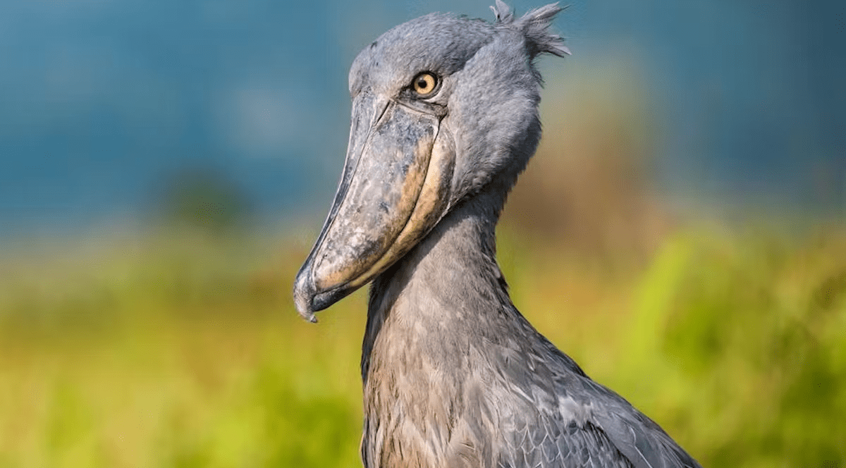 Păsărea cu cioc-pantof, pe cale de dispariție. Foto Heute