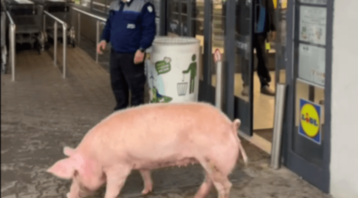 Porc la magazinul Lidl din orașul Victoria. Foto Captură video