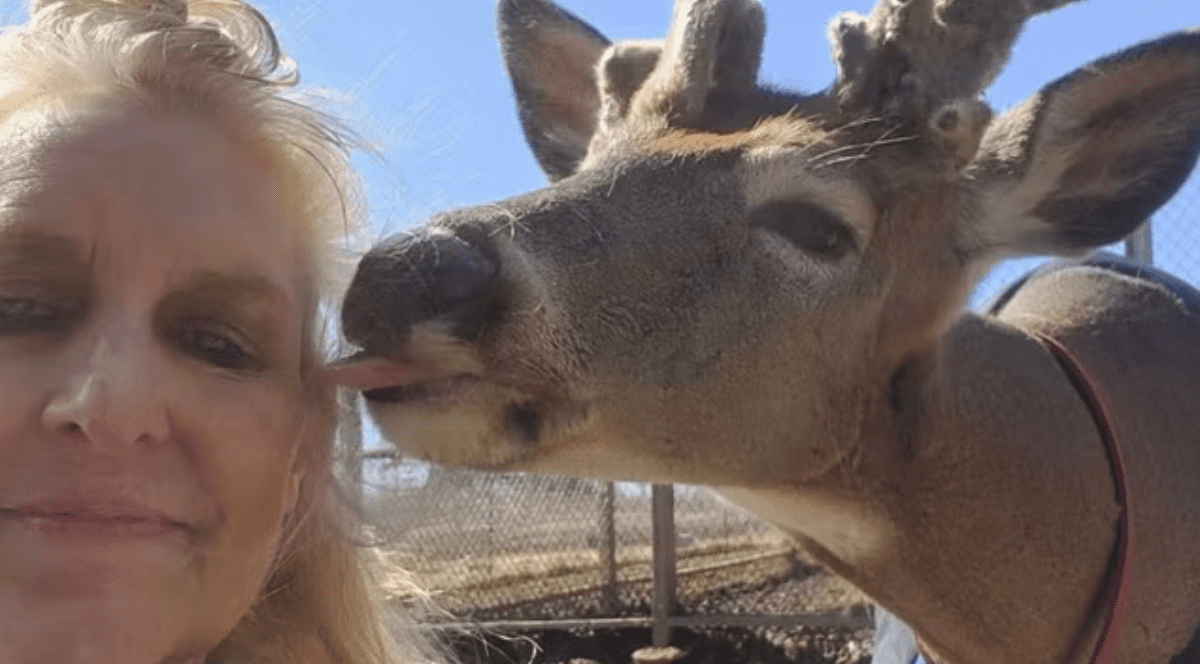 Femeia a fost ucisă de unul dintre cerbii pe care i-a salvat.