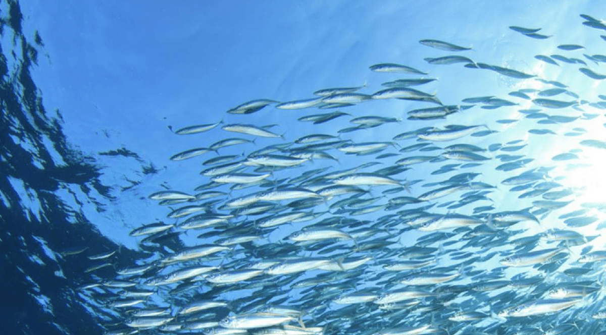 Sardinele conservate – super-alimentul accesibil pentru sănătatea ta de zi cu zi
