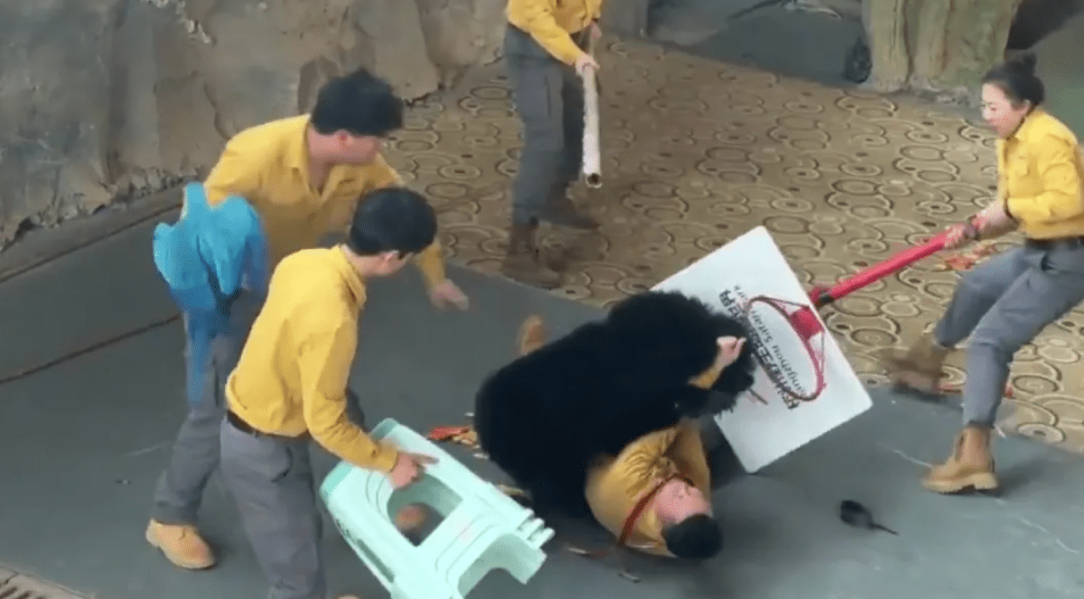 Ursul și-a atacat dresorul, câteva persoane încearcă să-l înndepărteze folosindd scaune