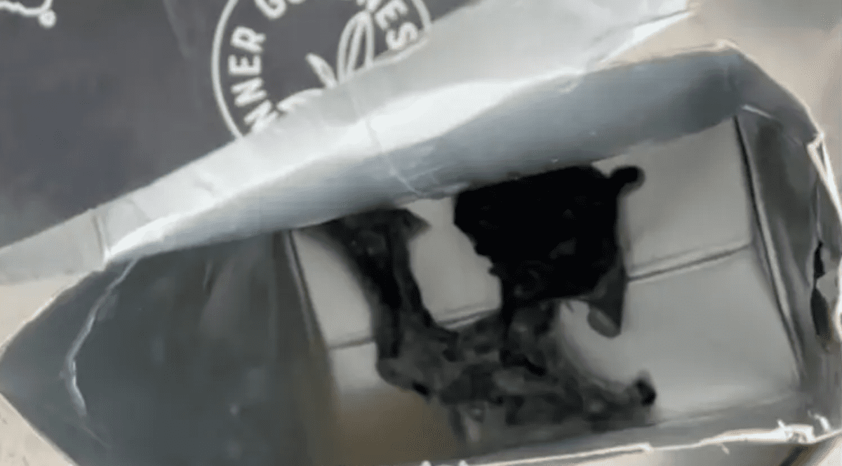 În cutie a fost găsită o bucată mare de mucegai