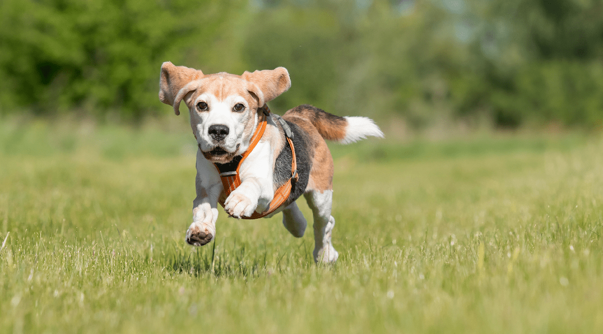 Imaginea arată un câine din rasa Beagle plin de energie, surprins în timp ce aleargă pe o pajiște verde cu urechile ridicate, purtând un ham portocaliu.