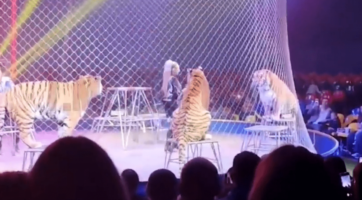 Un tigru a sărit în public după ce plasa de siguranţă a arenei s-a rupt la un circ, în Rusia. Foto Captură video