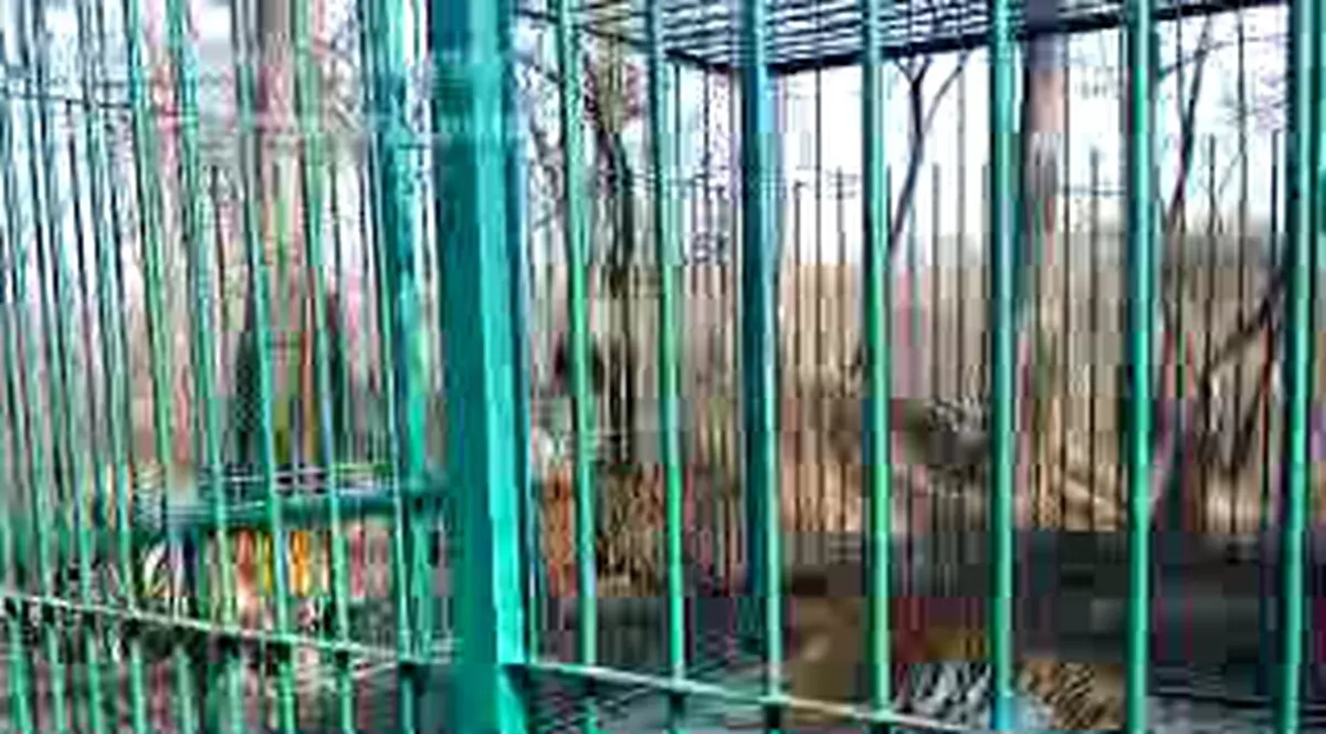 Un bărbat care a vrut să se sinucidă s-a aruncat în cușca leilor. El a fost salvat, însă două animale au fost ucise