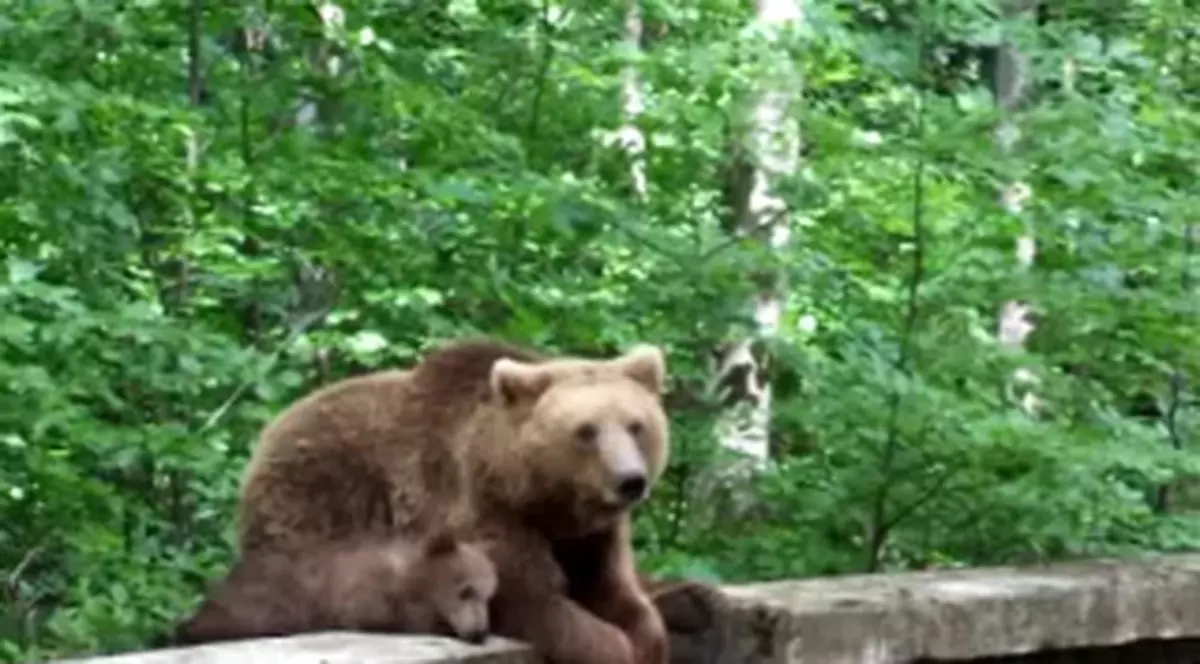 INCREDIBIL! O ursoaică a intrat într-un centru pentru copii din Băile Tuşnad