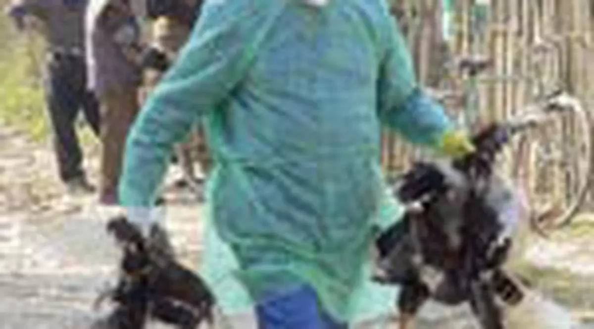 Focar de gripa aviara in zona Brailei