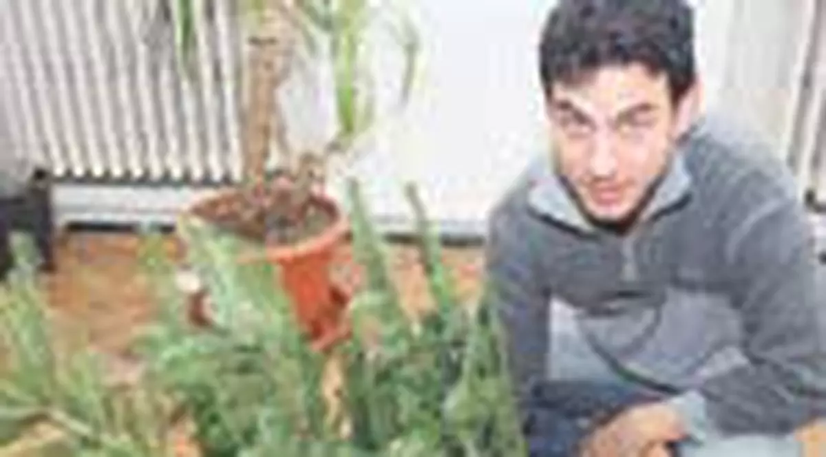 Brazi cumparati cu calculatorul