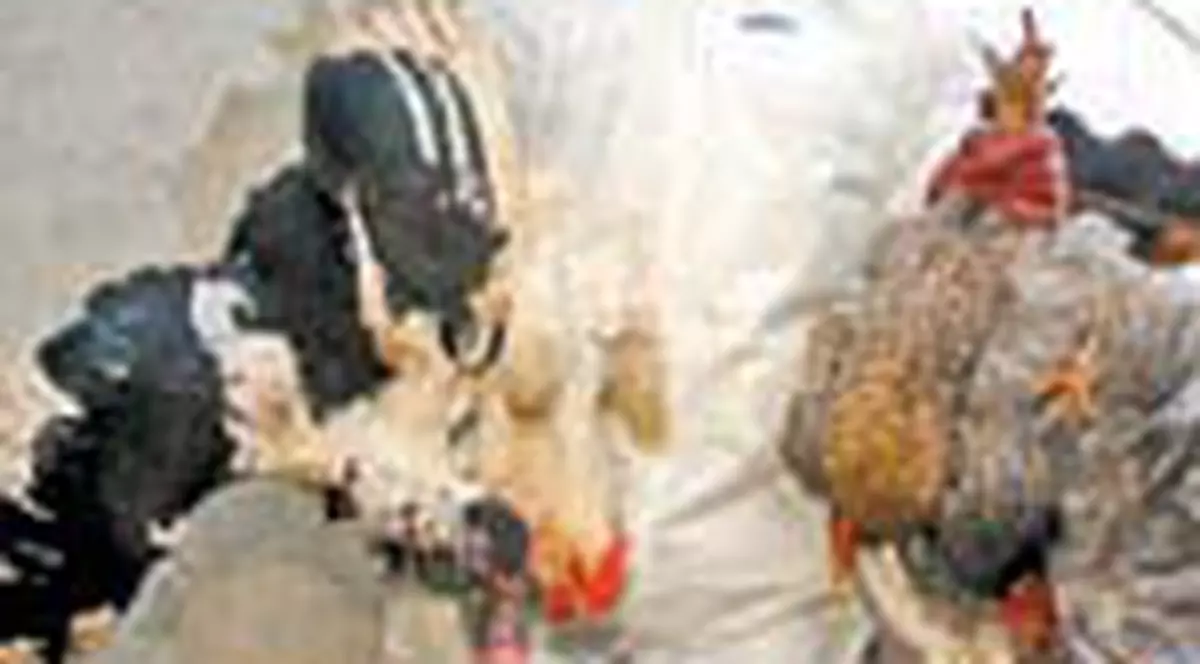 Boala pasarilor se extinde