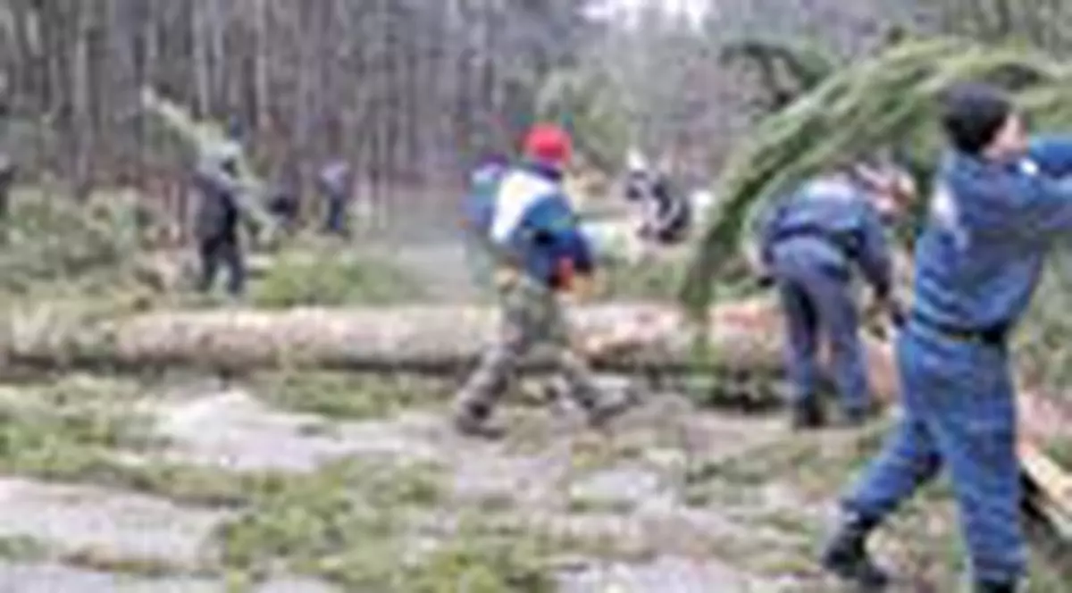 Furtuna a culcat brazii in Poiana Brasov