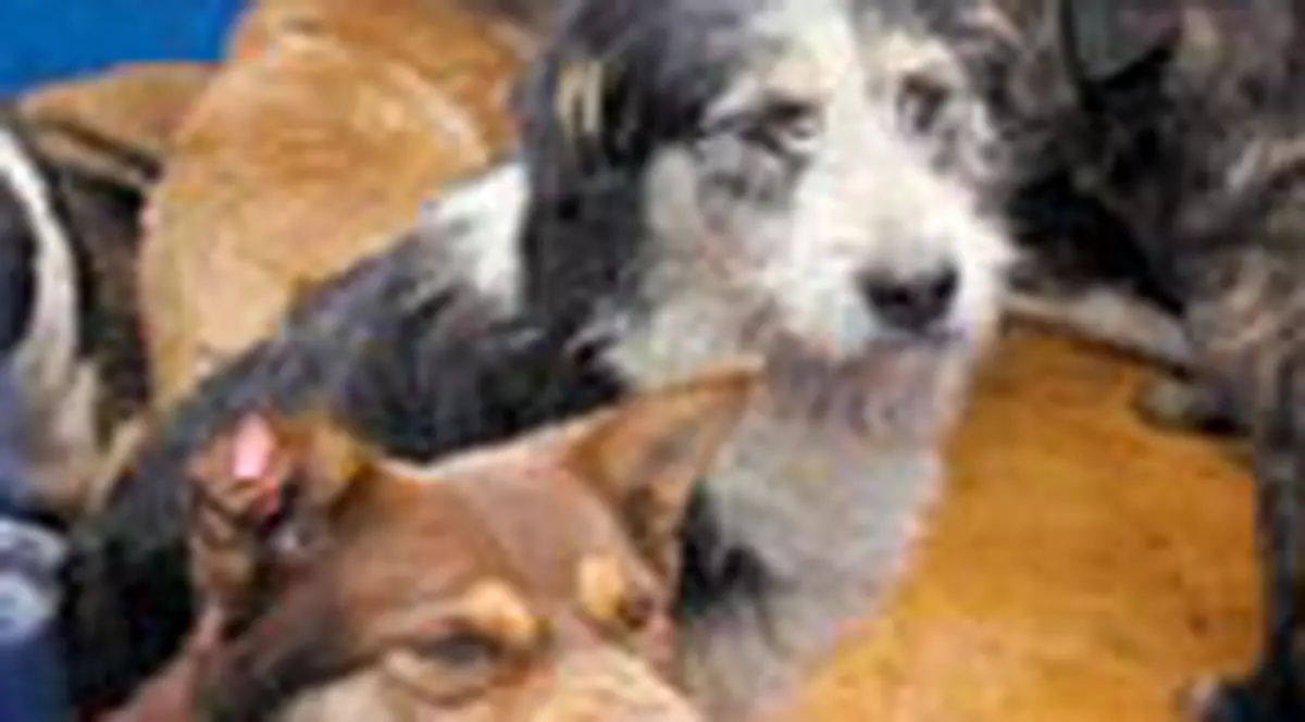 Cainele ucigas este cautat pe inregistrari video 