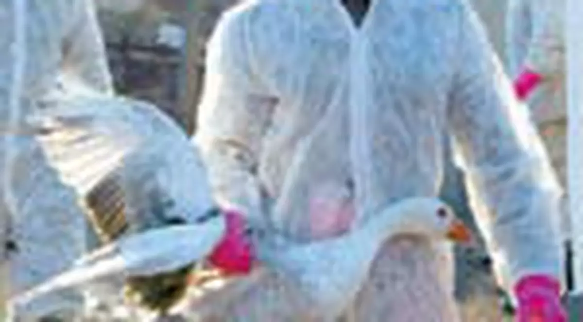 Gripa aviara: zeci de victime in Turcia