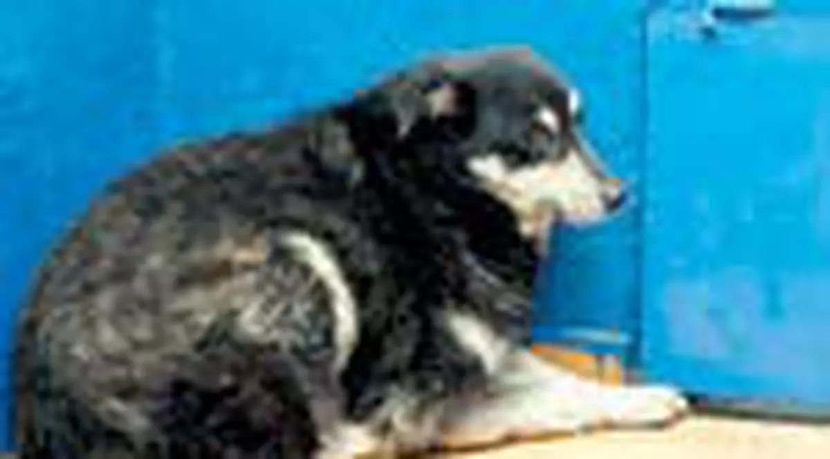 6 VIP-uri il vor acasa pe Boschito!