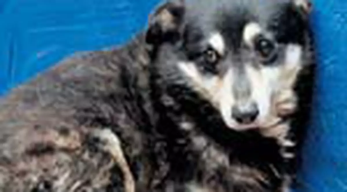 Paula Iacob il apara pe Boschito!