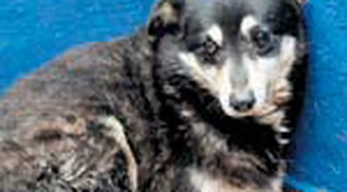 Cainele Boschito ramane inchis