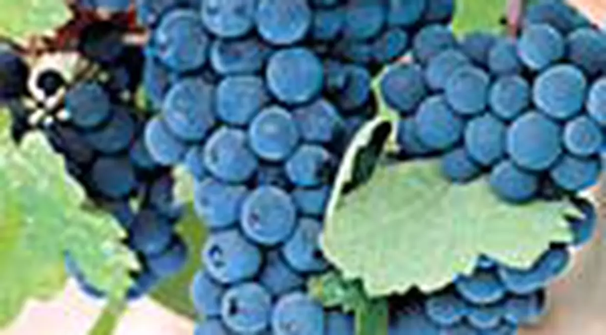 5 'AJUTOARE' PENTRU ENERGIE SI MEMORIE