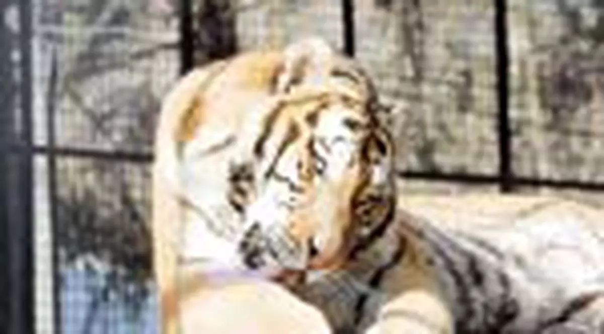 Tigru 'lovit' de astenie