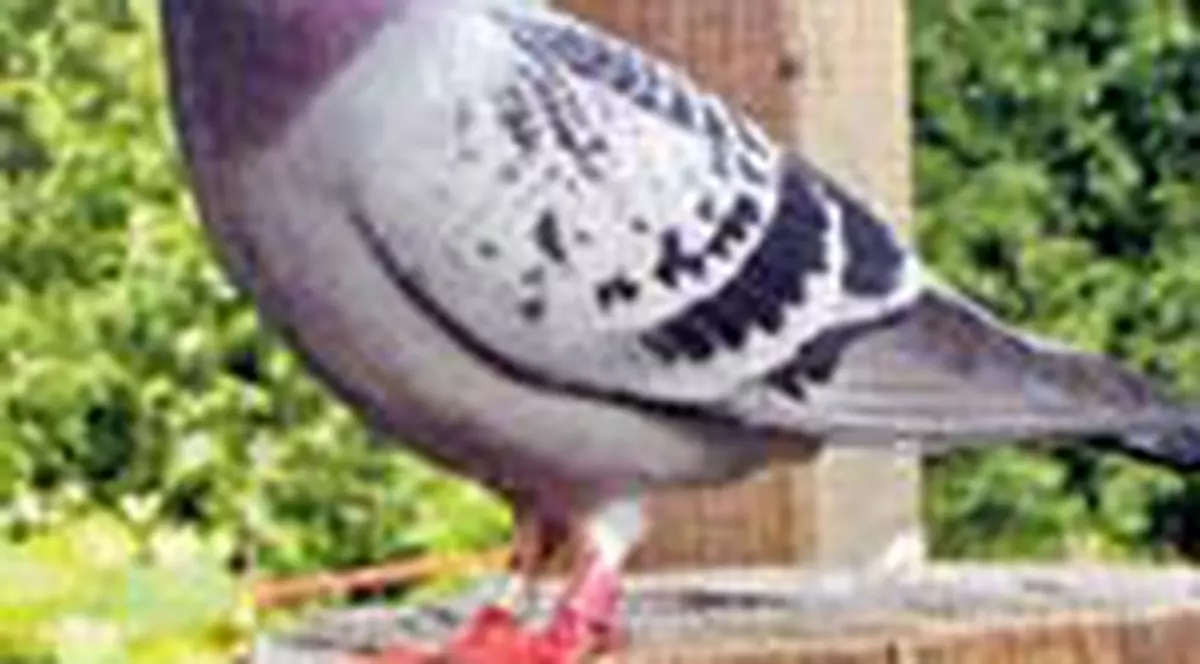 Antrenori de porumbei