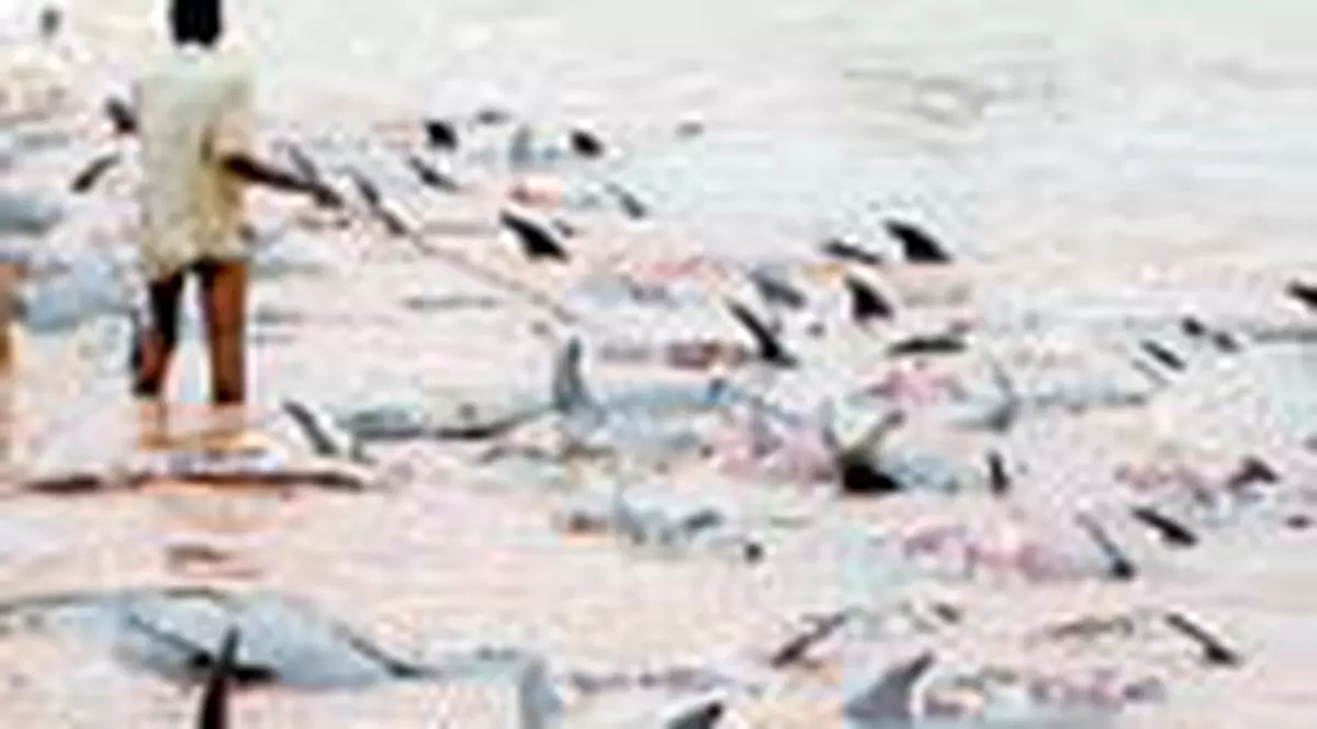 Sute de delfini esuati pe plaja