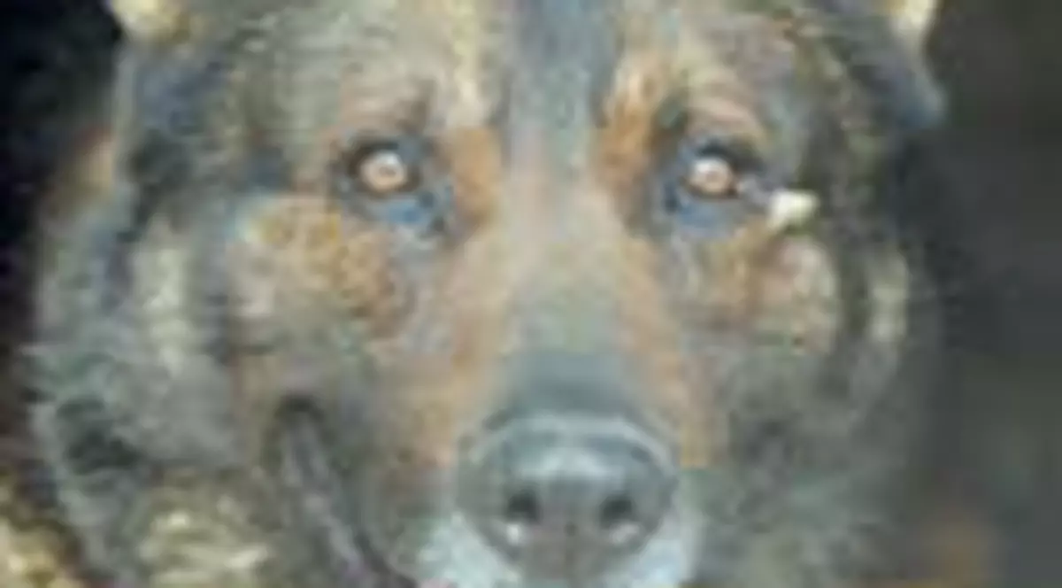 Bobita, star de cinema