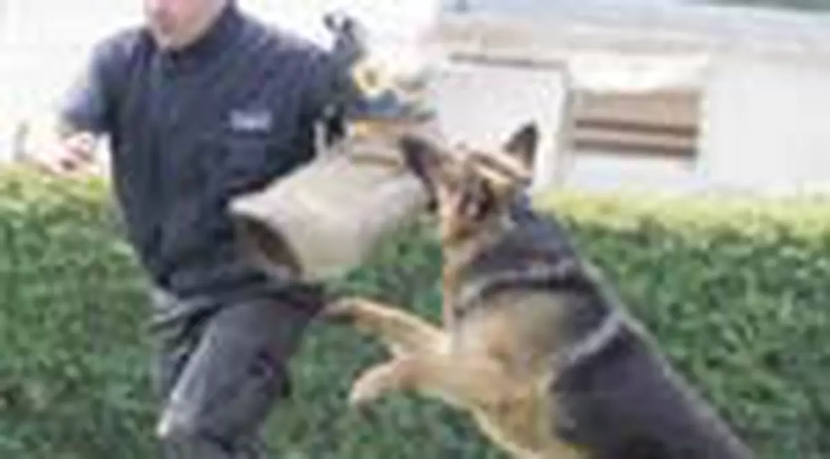 'Fabrica' de caini politisti