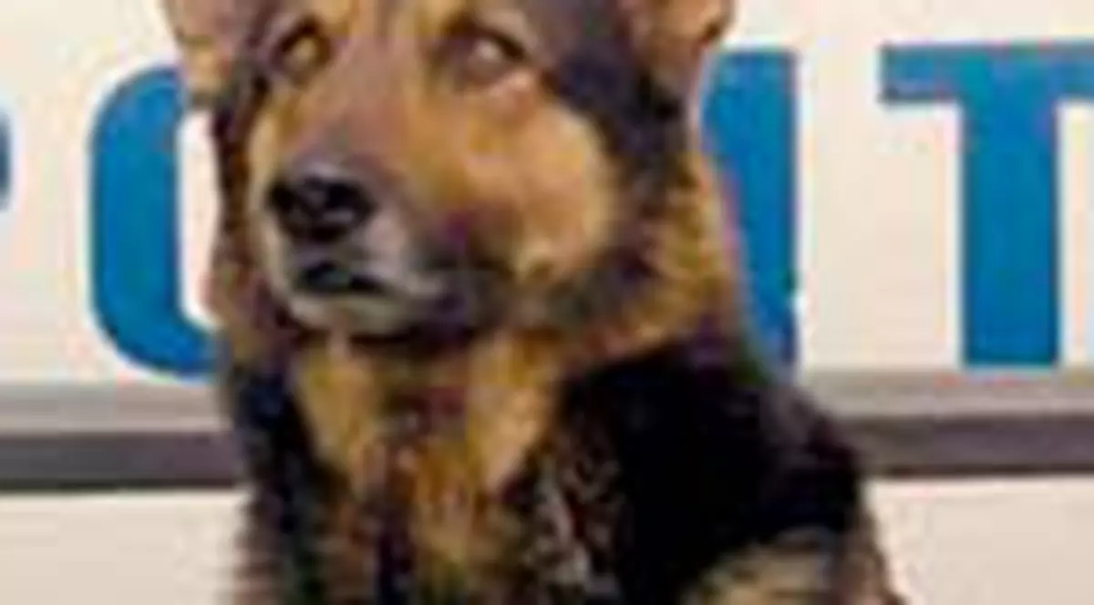 Cainii politisti, 'pensionati' la licitatie