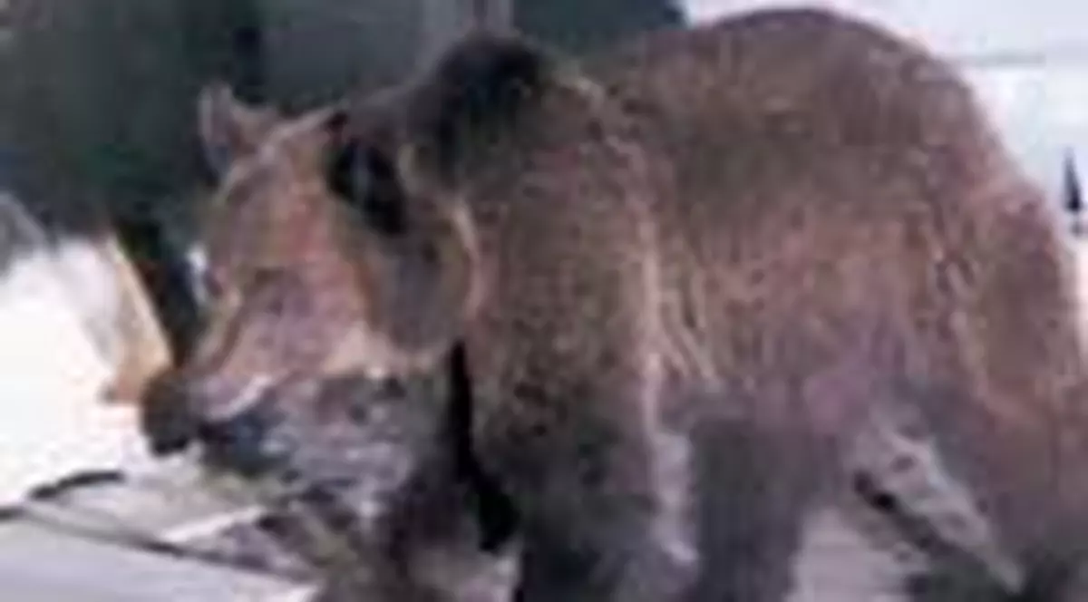 Elev muscat de urs, la Brasov