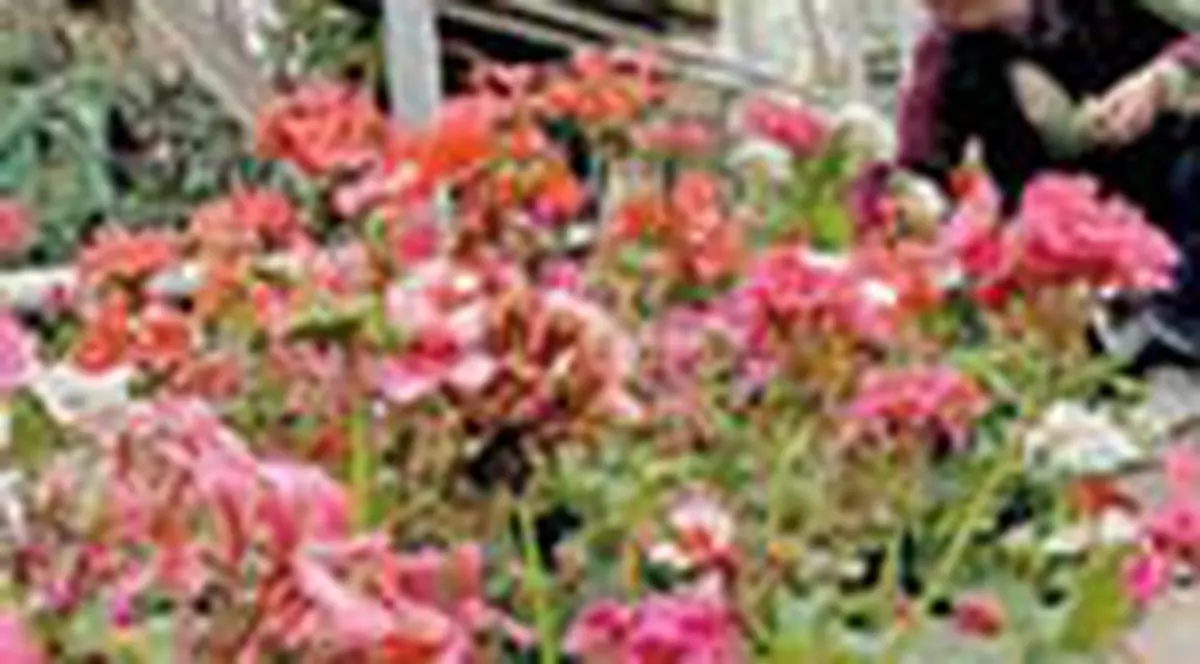 Cum va protejati plantele de canicula