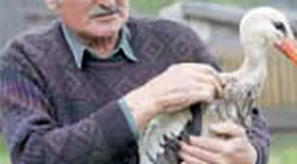 Barza Ozunka are un cioc nou, din plastic