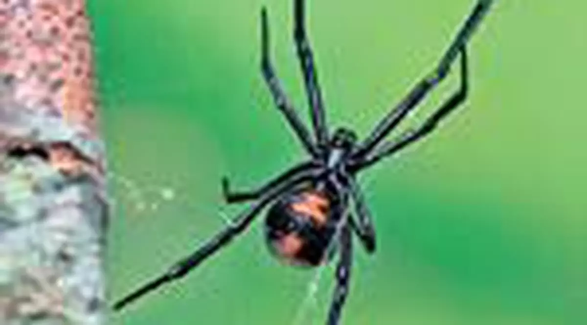 28 miliarde euro, un gram  de pulbere