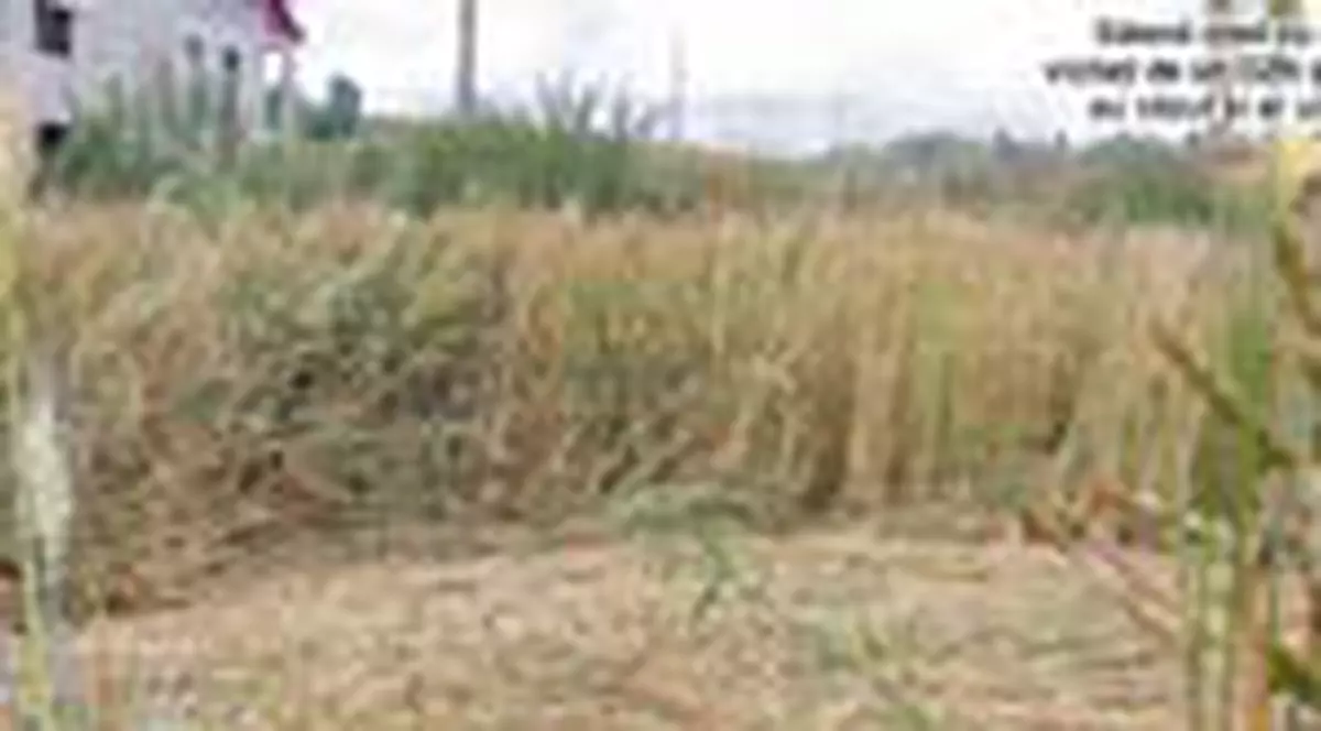 'Dosarele X' la Brasov