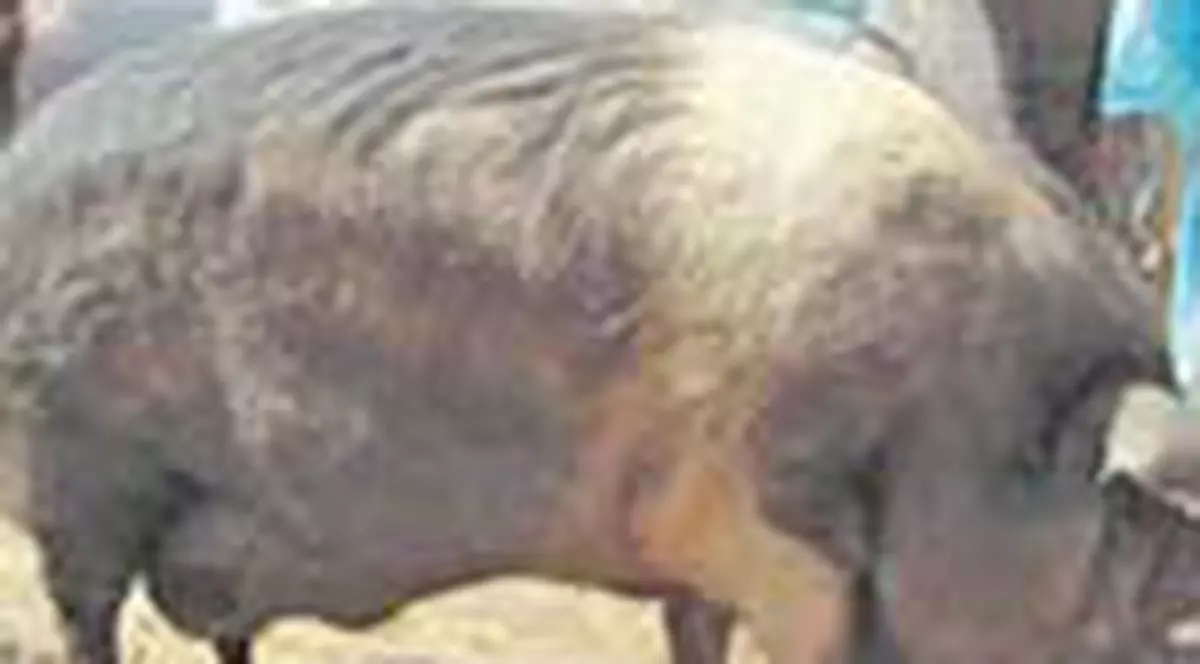 Porc de 300 kg, crescut intr-un cartier din Suceava