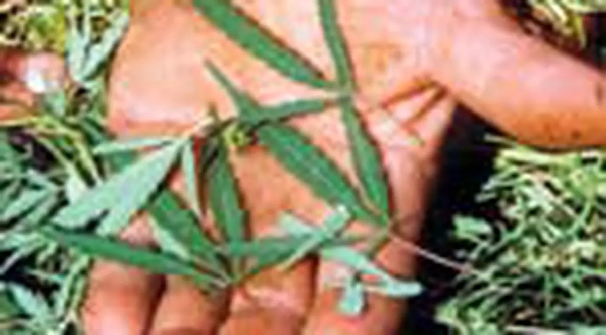 Ceaiul cu canabis, sub ancheta chiar in ziua lansarii