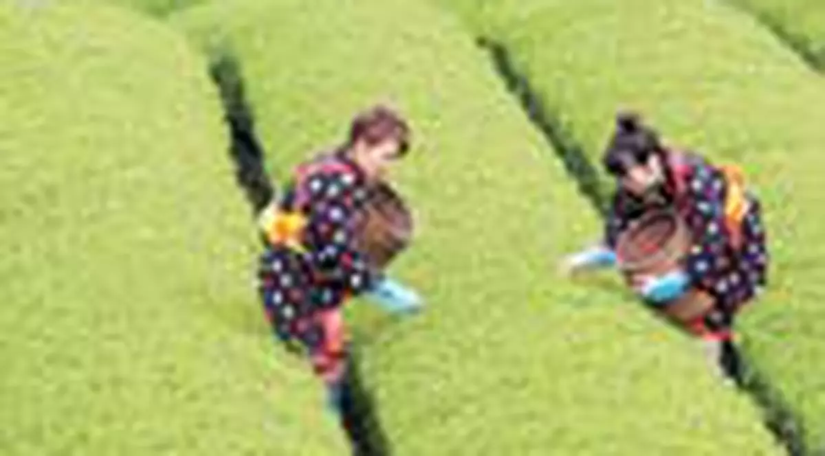 Ceaiul verde va prelungeste viata