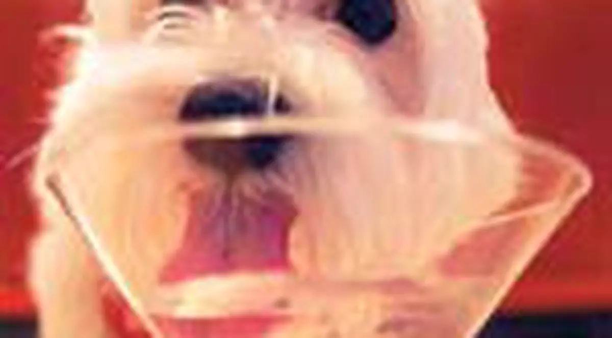 Petreceri pentru caini