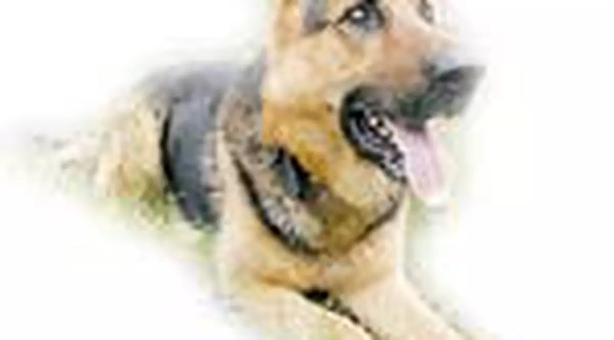 Canabis gasit de 'vamesul' Phil