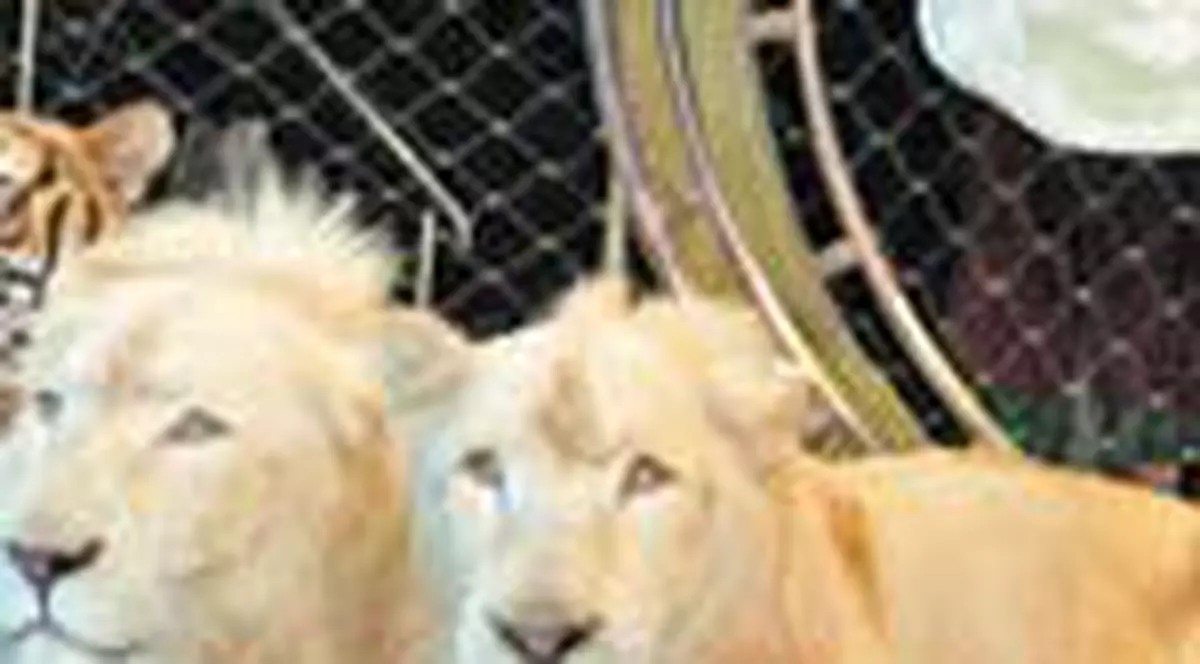 Leii albi, prima oara in arena!