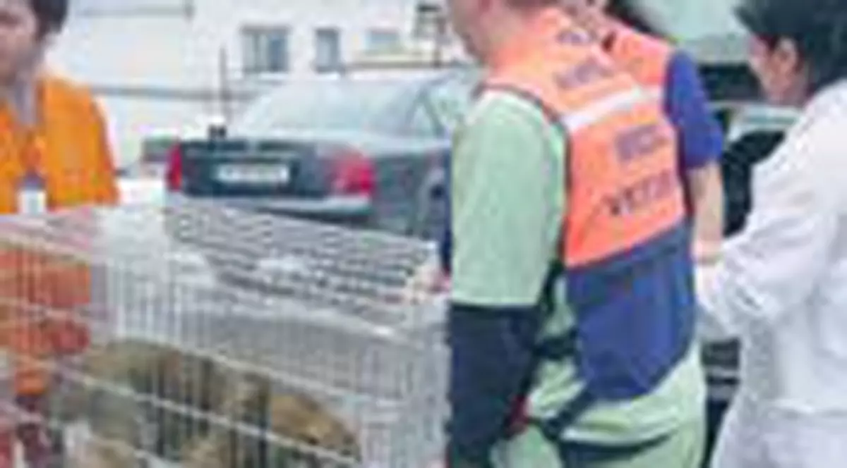 Ambulante veterinare cu program non-stop