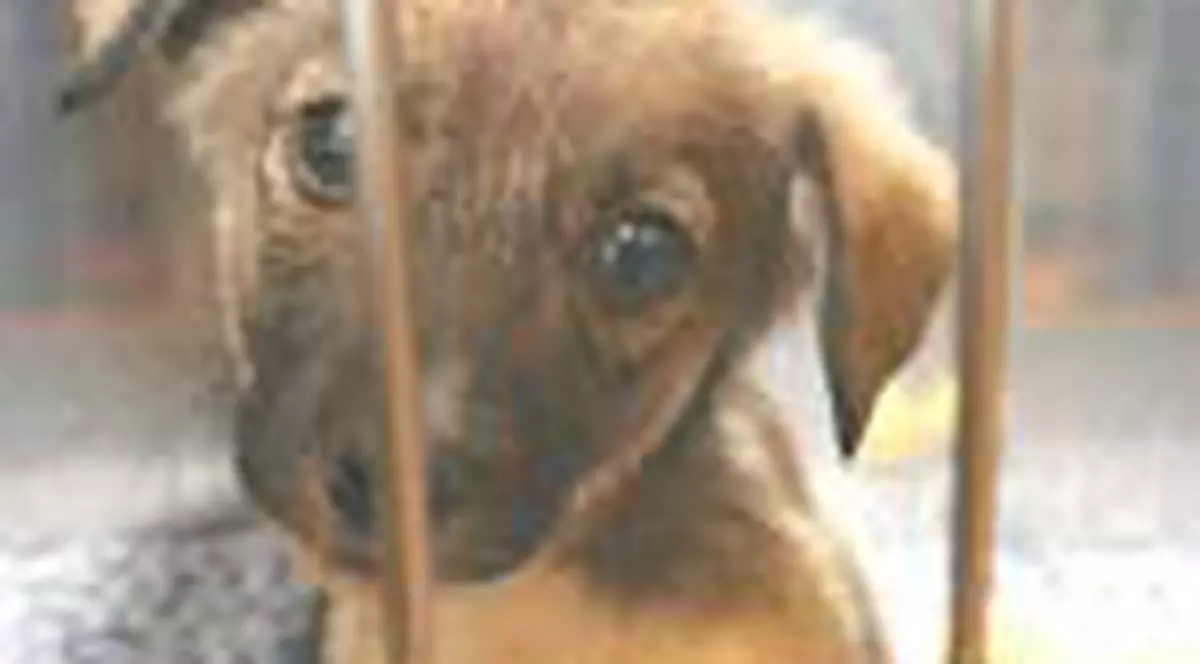 Sala de sport pentru animale