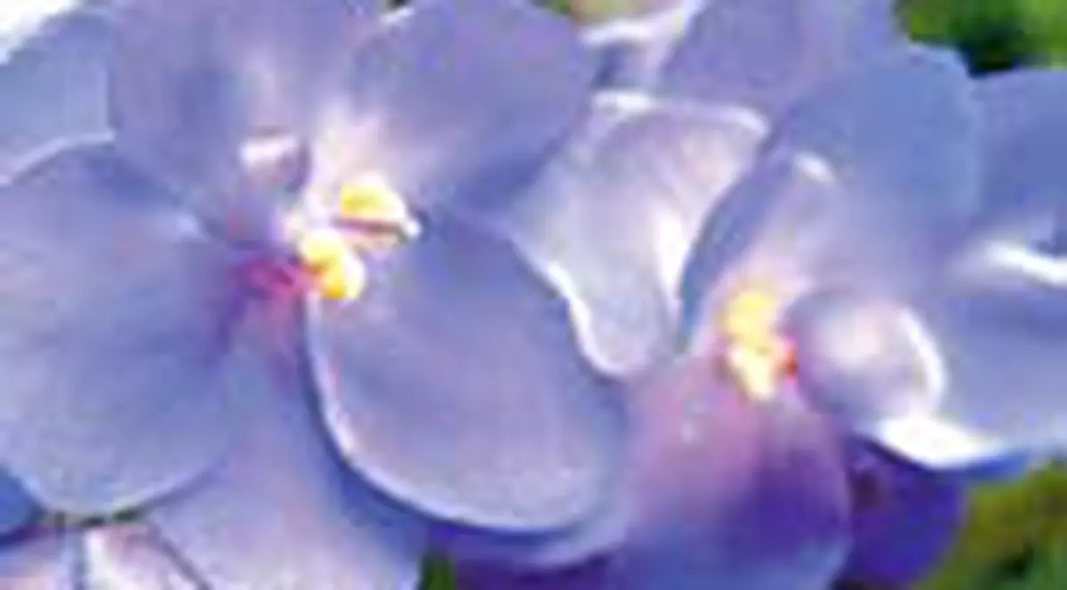 Violetele nu se uda pe frunze si nu se tin la soare