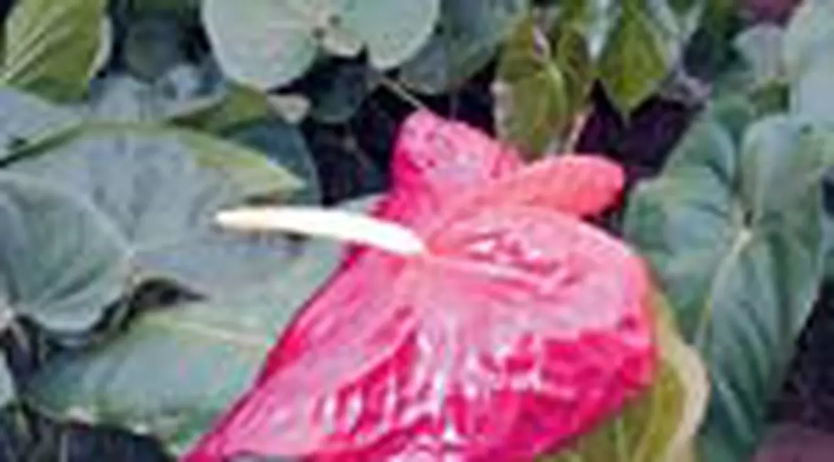Anthurium are nevoie de caldura