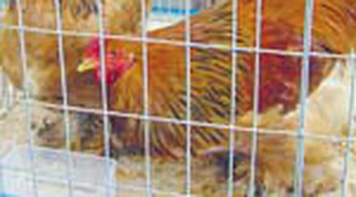 Concurs de  miss pentru... gaini