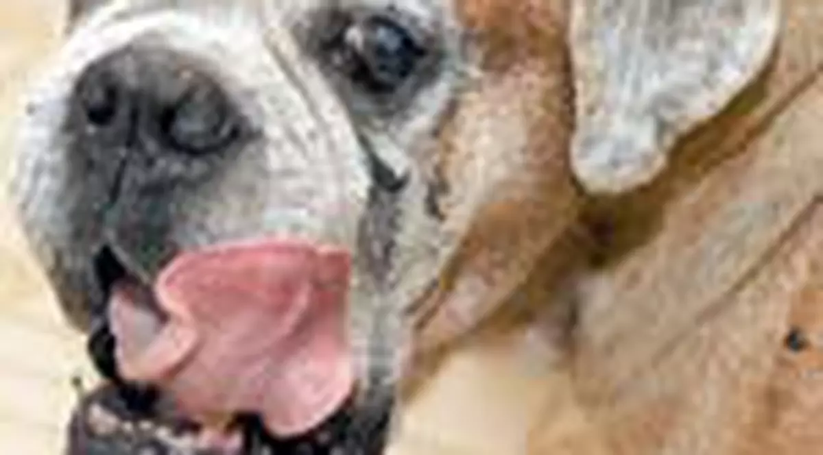 'Fiara mi-a mutilat copilul'