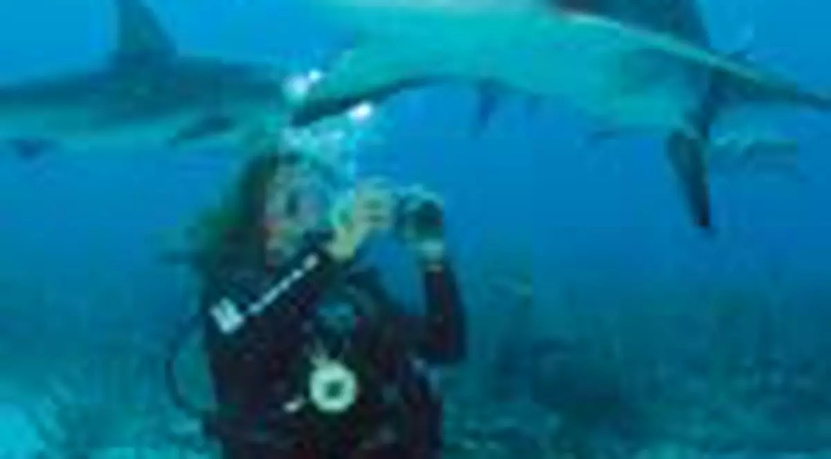 A inotat cu rechinii